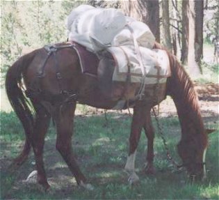 Arabian gelding great pack horse