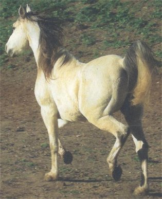 Concorde Arabian gelding