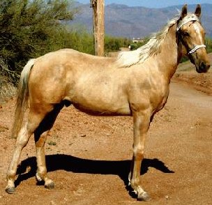 Two year old Missouri Fox Trotter gelding